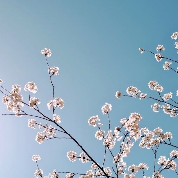 Pexels Tim Gouw 1078565